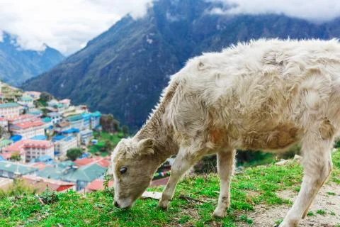 White mountain calf Stock Photos