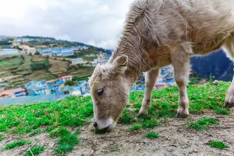 White mountain calf Stock Photos