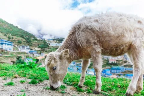 White mountain calf 스톡 사진