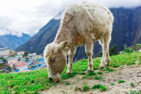 White mountain calf Fotos Stock