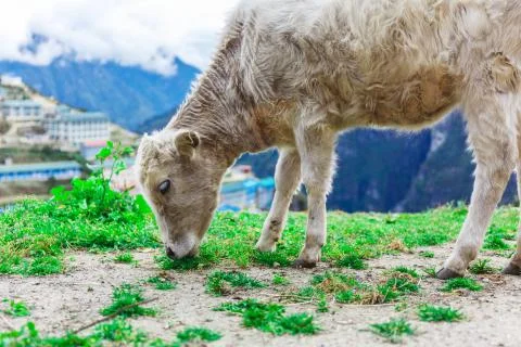 White mountain calf 스톡 사진