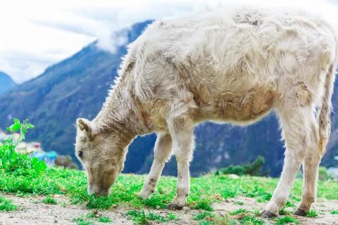 White mountain calf Foto stock