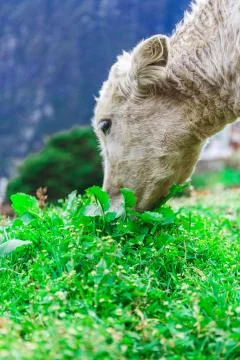 White mountain calf Stock Photos