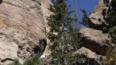 White Mountain Goat Eats In Natural Habitat Wide Shot Tilt Down Video stock 145825057