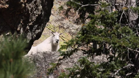 White Mountain Goat Eats In Natural Habitat 스톡 동영상 145825261