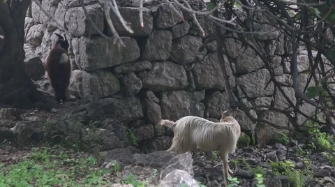 White mountain goat Video stock 42566050