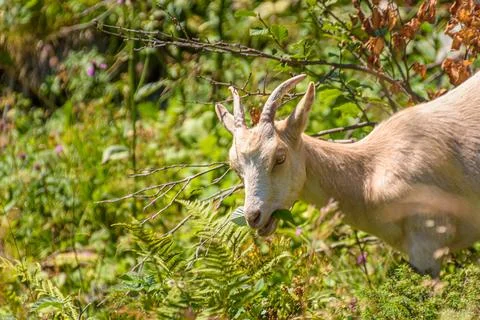 White mountain goat Stock Photos