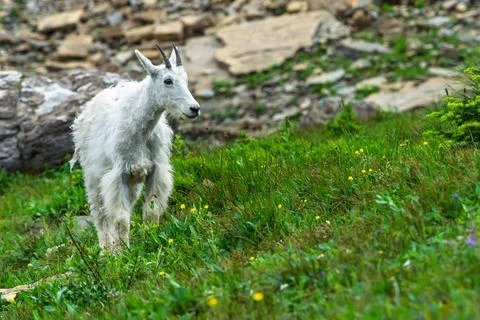 White mountain goat strides through wildflowers 스톡 사진