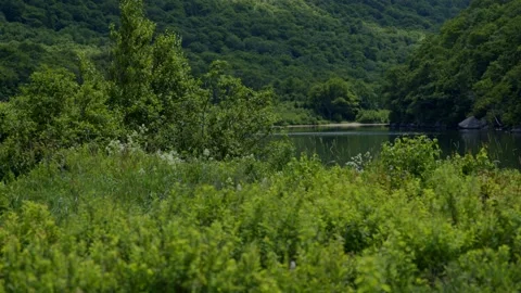 White mountains kale. Stock Footage 201071750