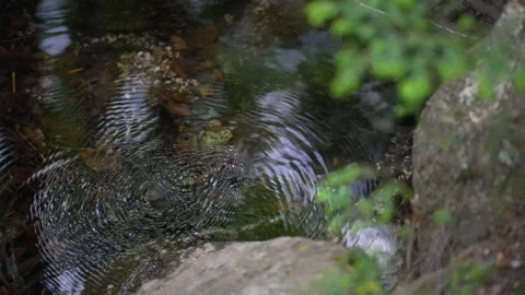White Mountains NH Water Bugs 120fps Stock Footage 155652391
