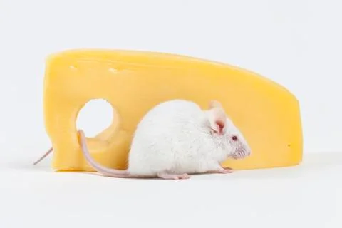 White Mouse and Cheese Isolated on White Stock Photos