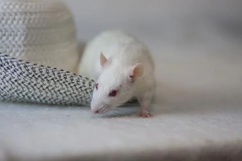 White mouse and hat. Light rat in a headdress from the Stockfoto's