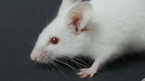 White mouse on black background closeup. Stock Footage 106078706