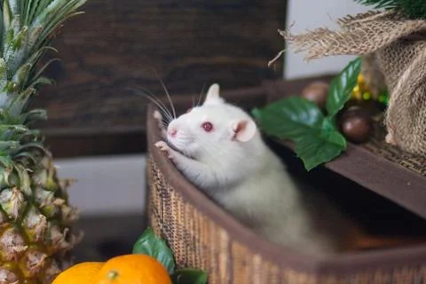 White mouse in the box. White rat in a basket. Mouse and fruit. Fotos Stock