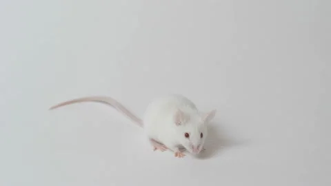 White mouse is cleaned and runs on a white background Video stock 92582549