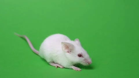 White mouse is cleaned and runs on a green background Stock Footage 101606917