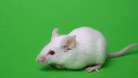 White mouse is cleaned and runs on a green background Stock Footage 102505146