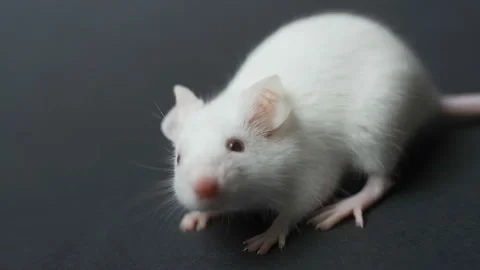 White mouse is cleaned and runs on a black background Stock Footage 102505809
