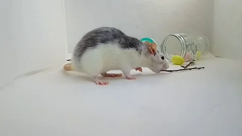 White mouse is cleaned and runs on a white background Stock Footage 127039290