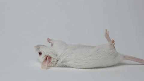 The white mouse dies after testing the poison. Stock Footage 92471688