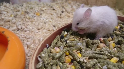 White mouse eating in terraria Stock Footage 86790091