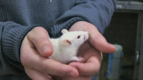 White mouse Stock Footage 34635911