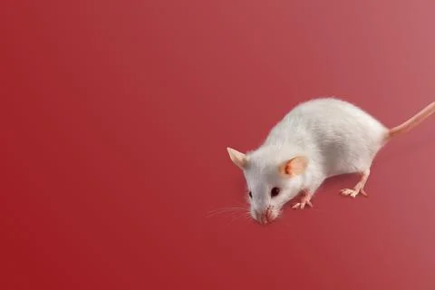 White mouse in front of red background Stock Photos