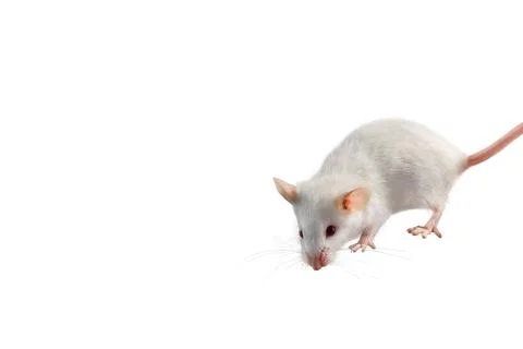 A white mouse in front of white background Stock Photos