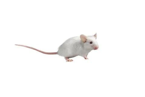 A white mouse in front of white background Stock Photos