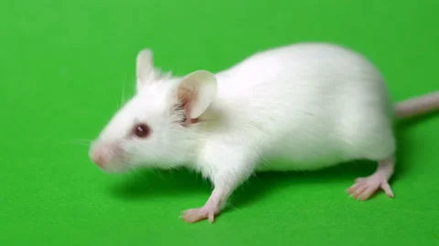 White mouse on a green grass background Video stock 104910396