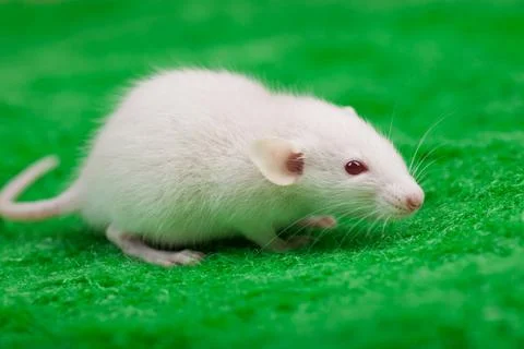 White mouse on a green grass background Stock Photos