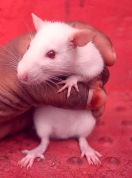 White mouse in hand Stock Photos
