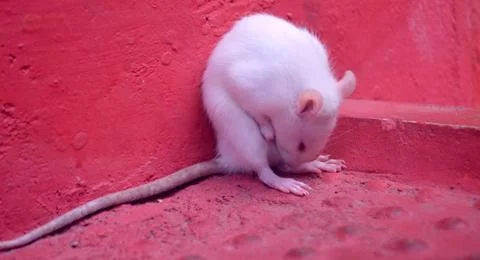 White mouse iching Stock Photos