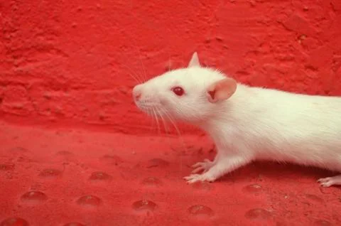 White mouse image Stock Photos