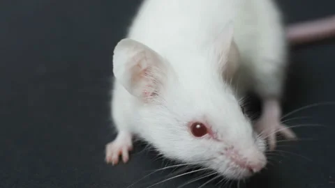 White mouse lies on a dark background Stock Footage 101436397