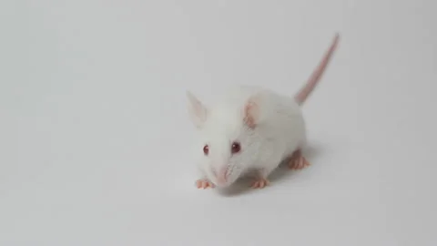 White mouse lies on a white background Video stock 92470459