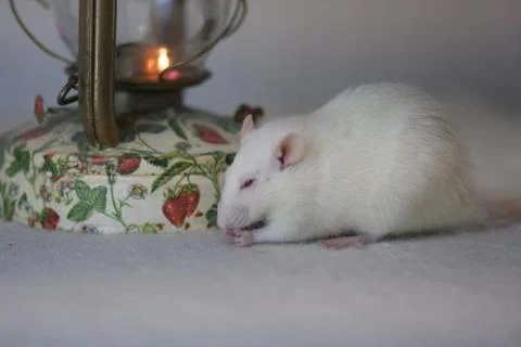 White mouse. light rat. The mouse is eating. Decorative animals. Fotos Stock