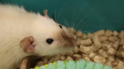 White mouse looking at  camera Video stock 46703097