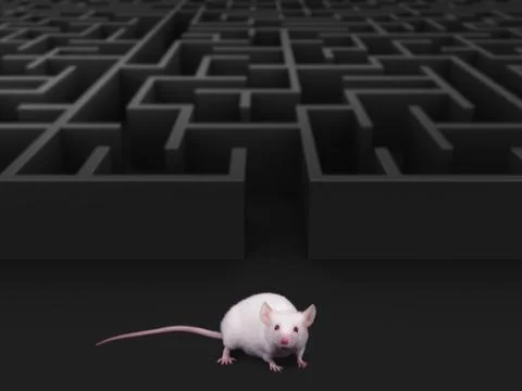White mouse at maze exit. Stock Photos