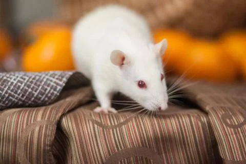 White mouse on the New Year's table. New Year's rat. White rat. Stock Photos
