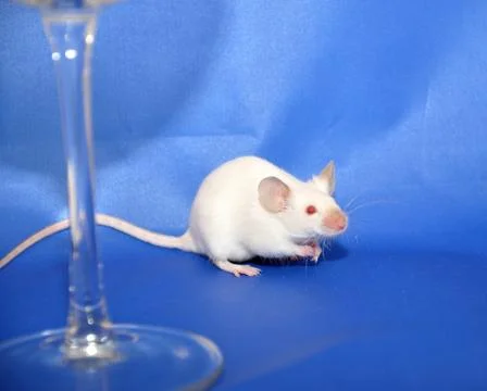 White mouse Stock Photos