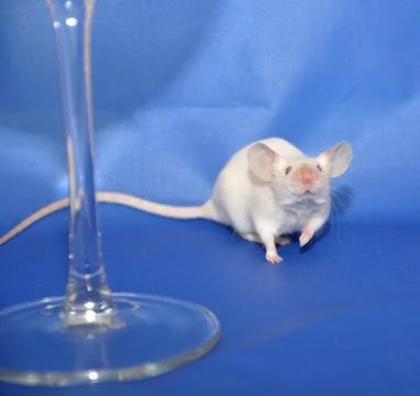 White mouse Stock Photos