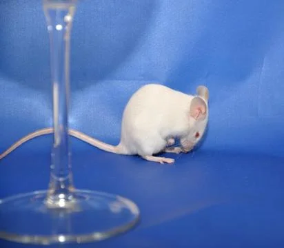 White mouse Stock Photos