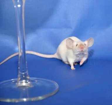 White mouse Stock Photos