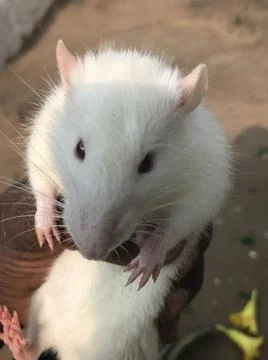 White mouse Stock Photos