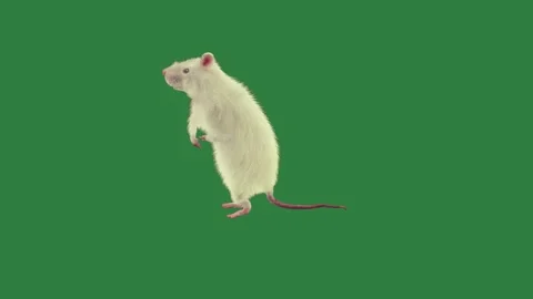 White mouse on rat Stock-Footage 335979603