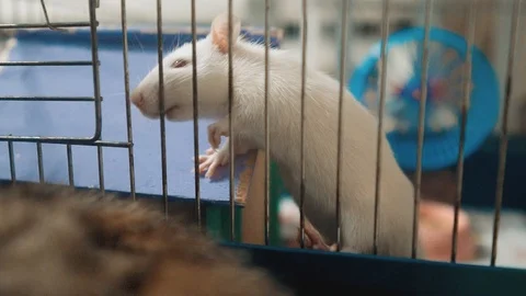 White mouse rat in pet cage. slow lifestyle motion video. rat mouse animal Vidéo 97543607