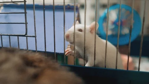 white mouse rat in pet slow Stock Video Pond5