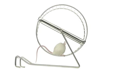 White mouse running in a running wheel Stock Footage 28562208