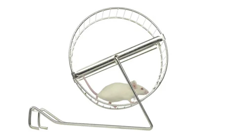 White mouse running in a running wheel Stock Footage 28563866